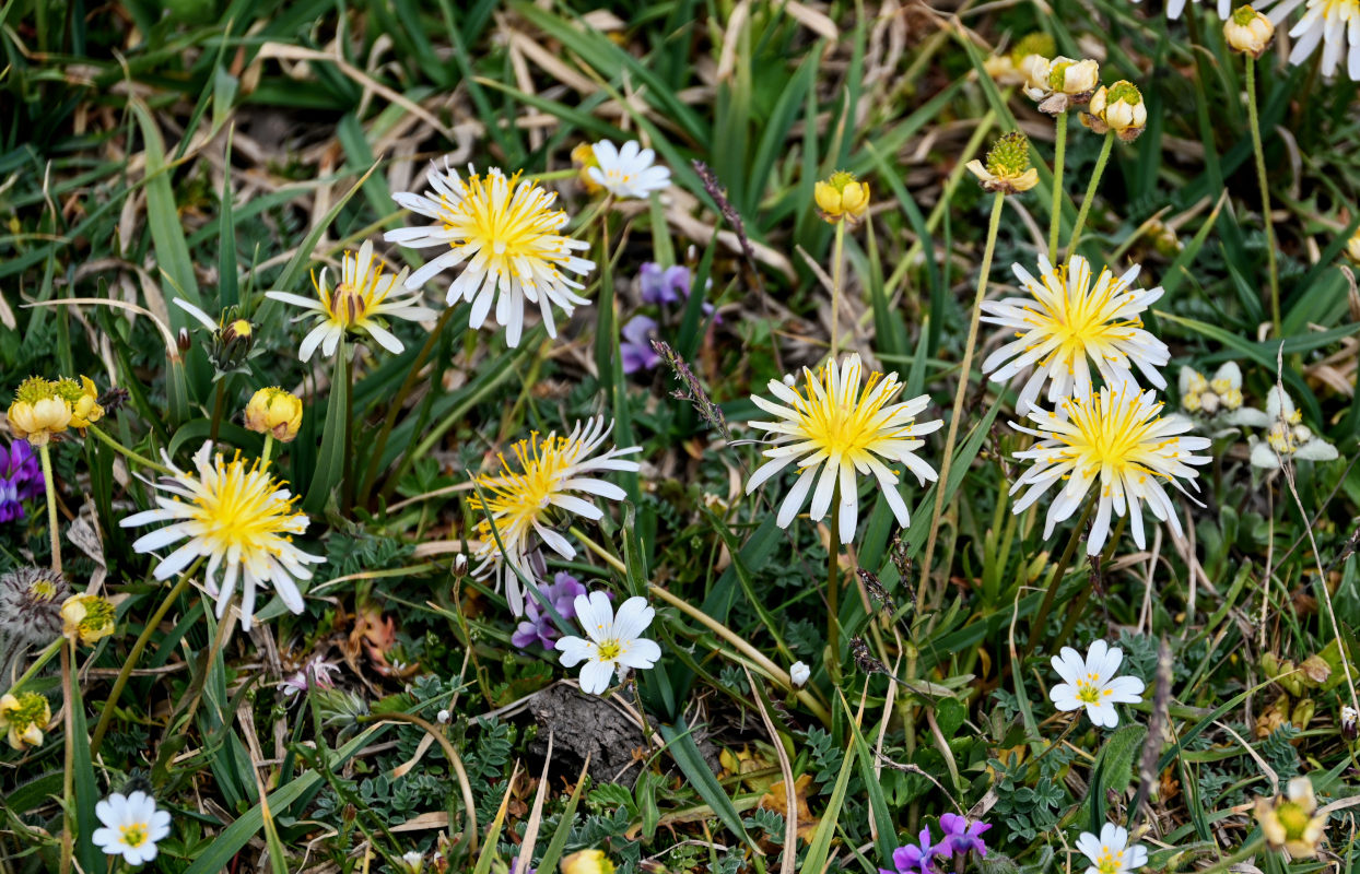 Image of genus Taraxacum specimen.