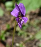 genus Viola. Цветок. Чечня, Шаройский р-н, долина р. Цесиахк, рядом с с. Цеси, опушка леса. 10 августа 2023 г.