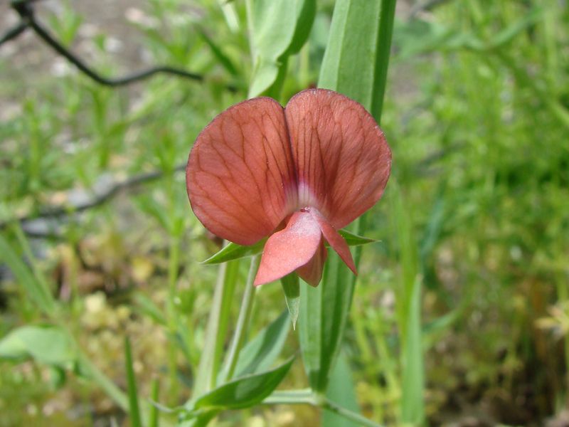 Изображение особи Lathyrus cicera.