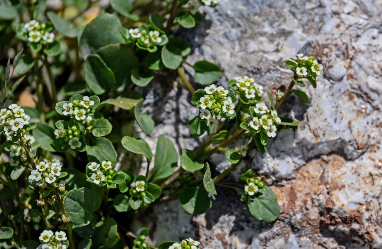 Image of Taphrospermum altaicum specimen.