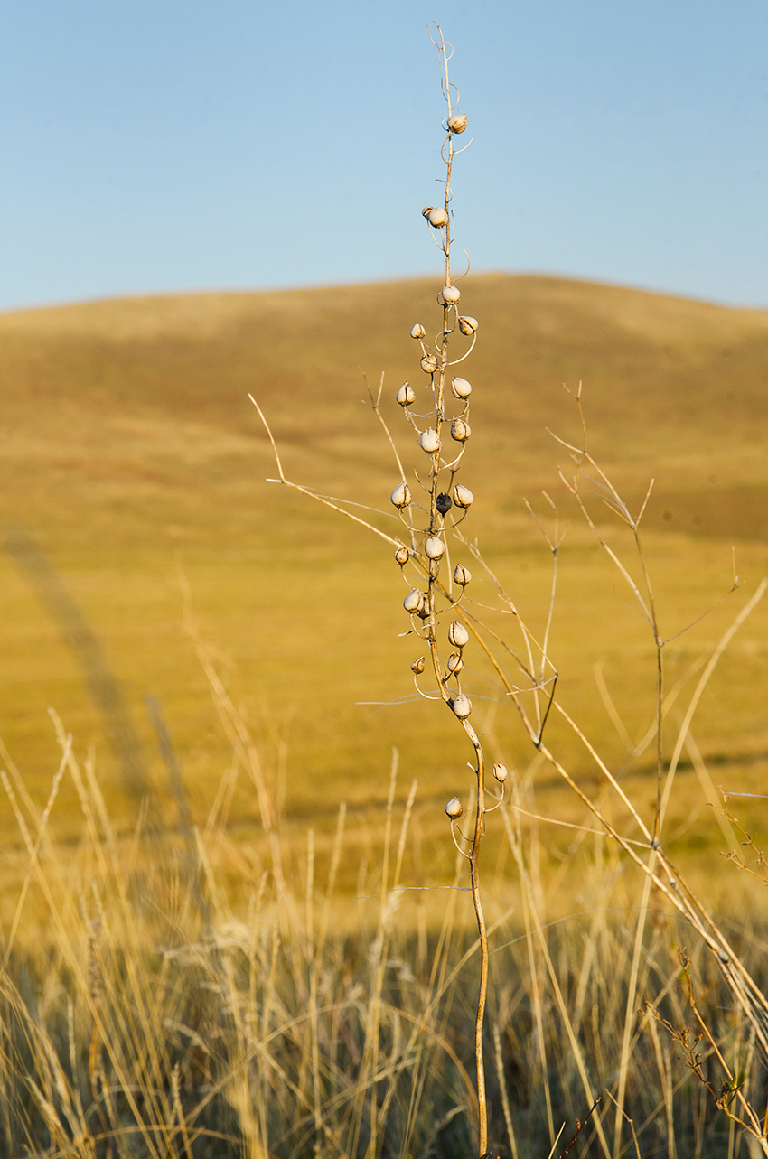 Image of Verbascum phoeniceum specimen.
