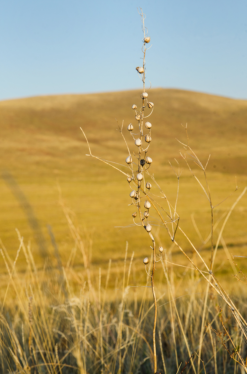 Изображение особи Verbascum phoeniceum.