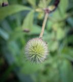 Geum aleppicum. Плод. Пермский край, г. Пермь, Индустриальный р-н, сырой хвойный лес. 04.08.2023.