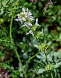 Stachys pubescens. Соцветие. Грузия, Самцхе-Джавахети, окр. крепости Ацкури, луговой склон. 12.06.2023.