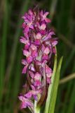 Dactylorhiza incarnata. Соцветие. Республика Башкортостан, Дуванский р-н, окр. с. Озеро, восточный участок Озерского болота. 26 июня 2023 г.