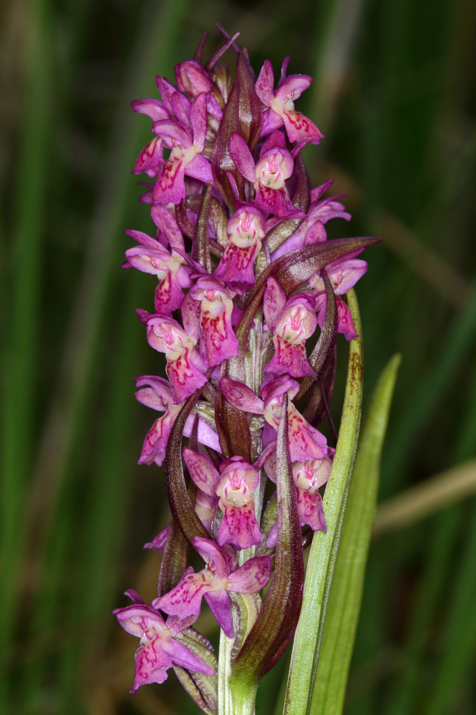 Изображение особи Dactylorhiza incarnata.