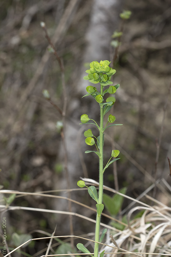 Image of Euphorbia amygdaloides specimen.