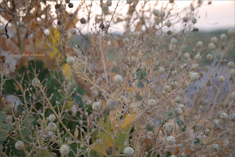 Изображение особи Crambe maritima.