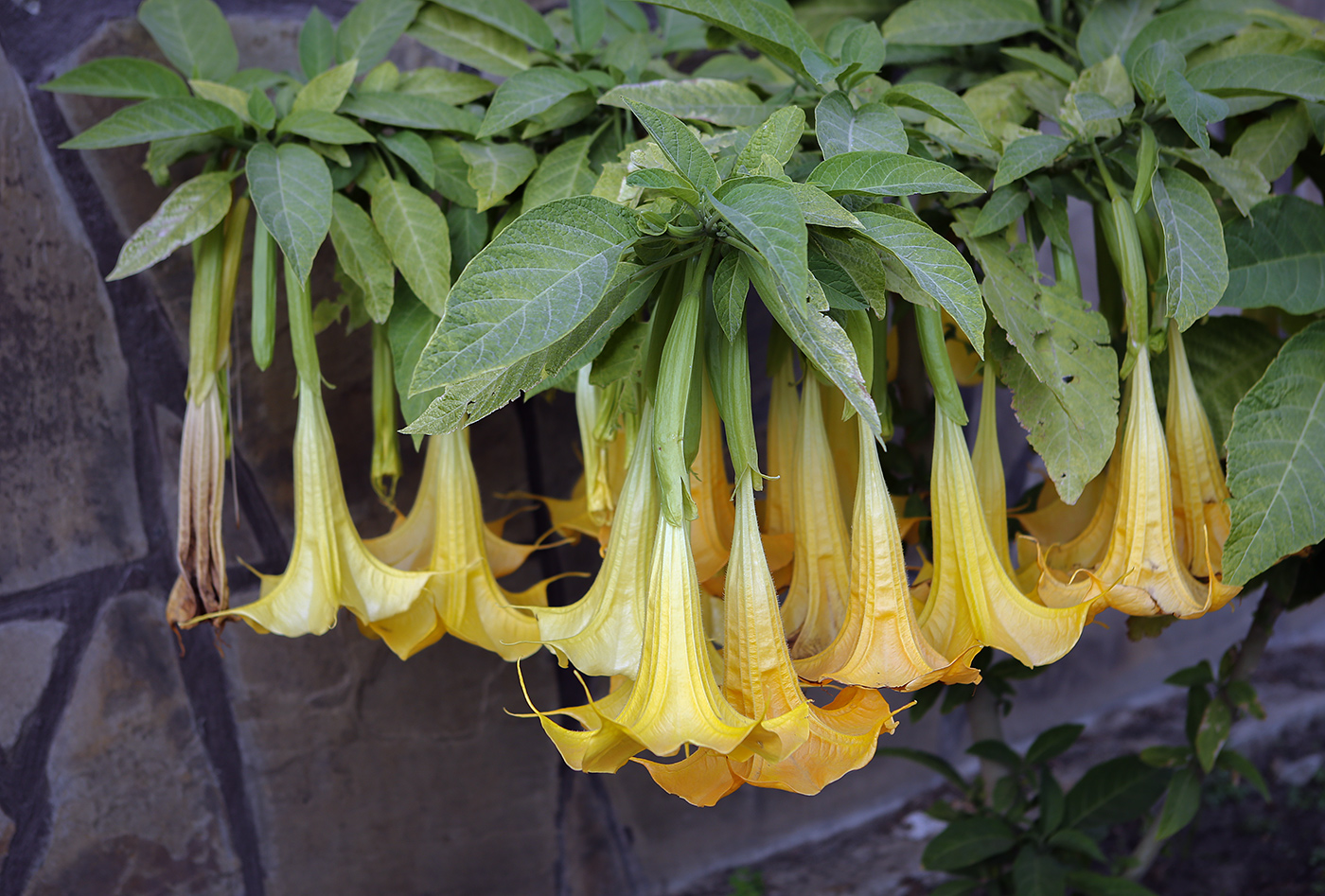 Изображение особи Brugmansia aurea.