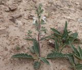 Phlomoides uniflora