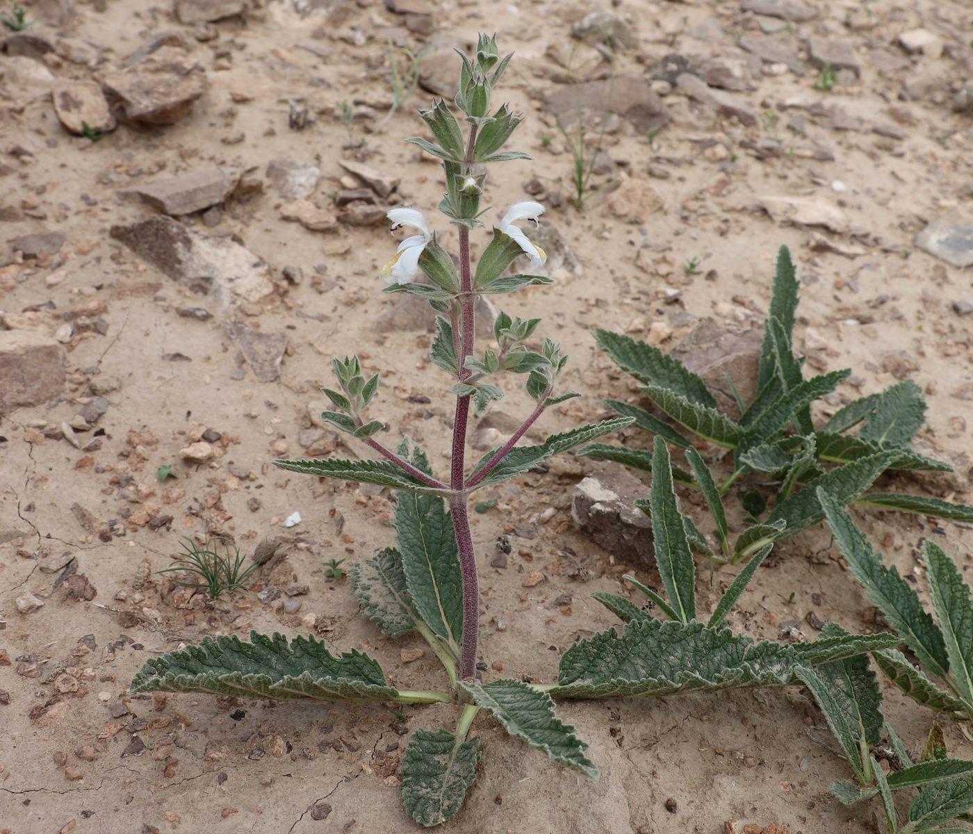 Image of Phlomoides uniflora specimen.