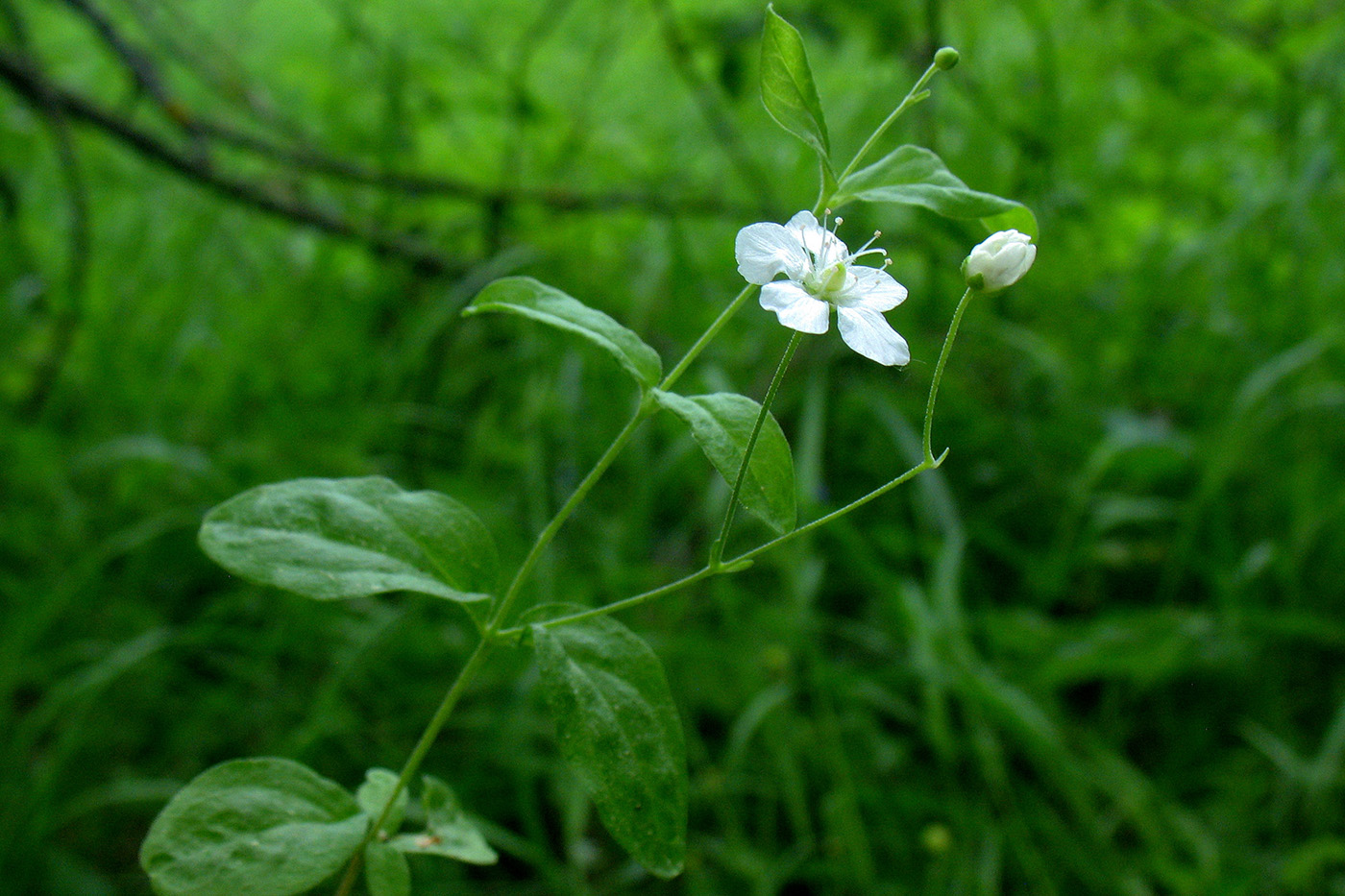 Image of Moehringia lateriflora specimen.