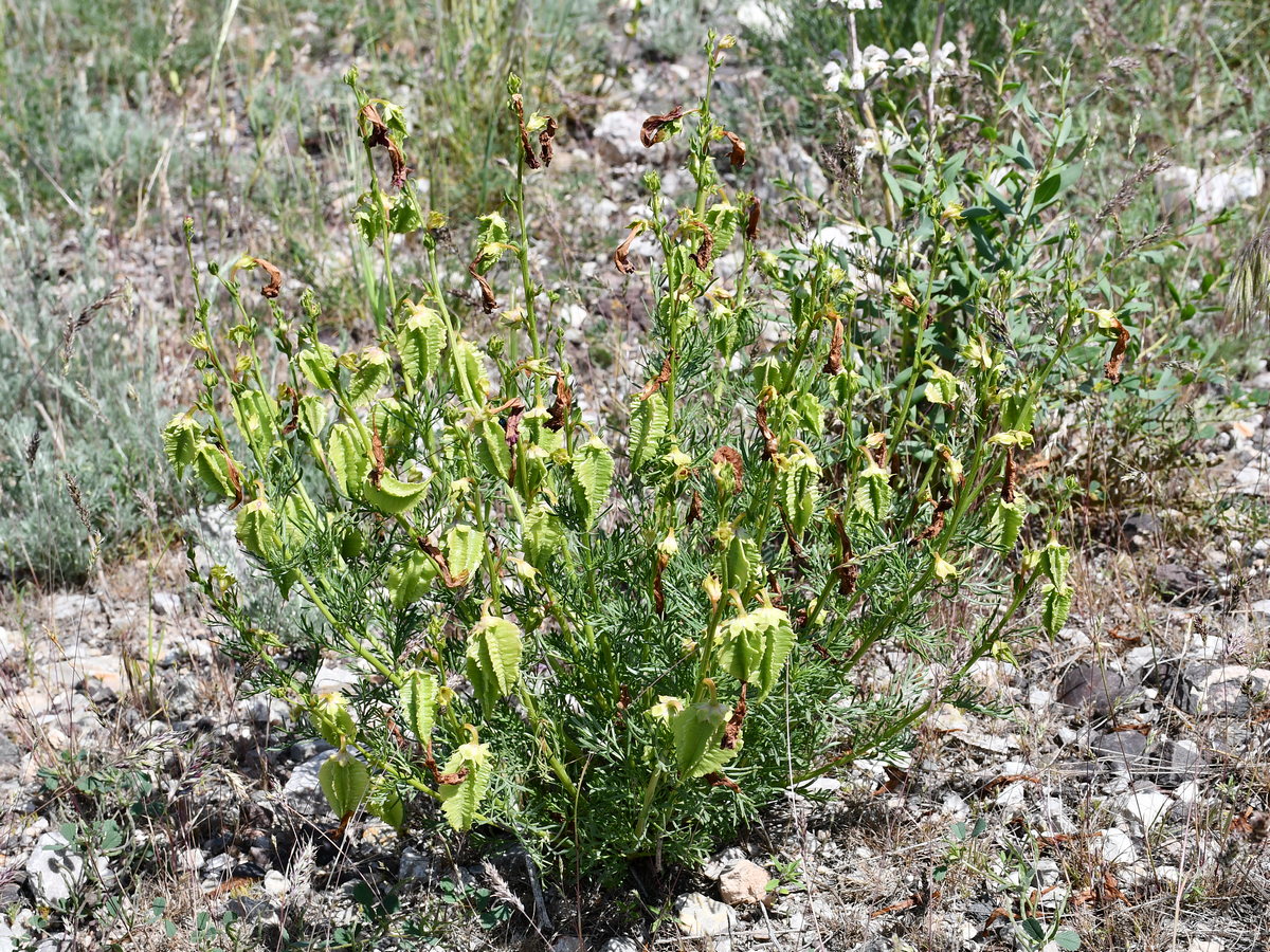 Image of Niedzwedzkia semiretschenskia specimen.