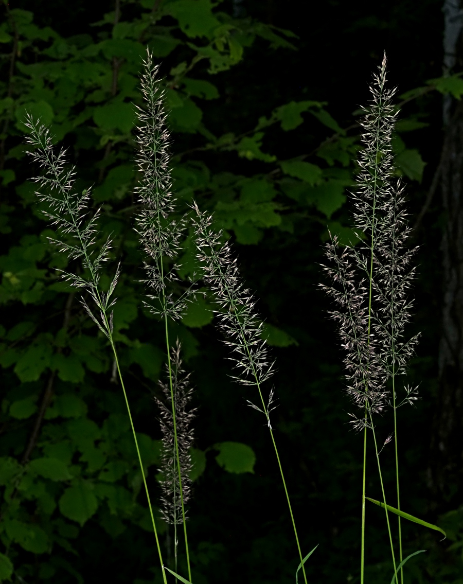 Image of Calamagrostis arundinacea specimen.