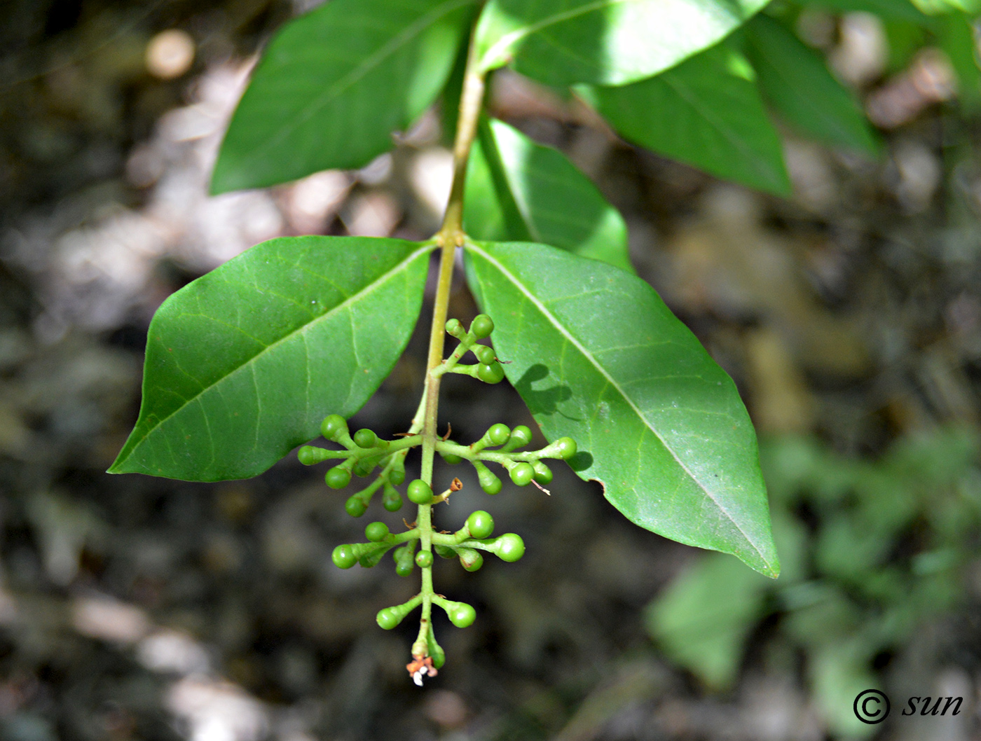 Image of Ligustrum vulgare specimen.