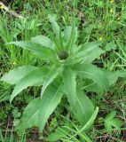 Cirsium helenioides. Приготовившееся к цветению растение среди прибрежных зарослей ивняка. Полярный Урал, верховье р. Лёкъелец. 26.07.2010.