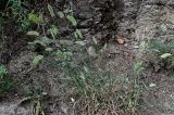 Agropyron pectinatum