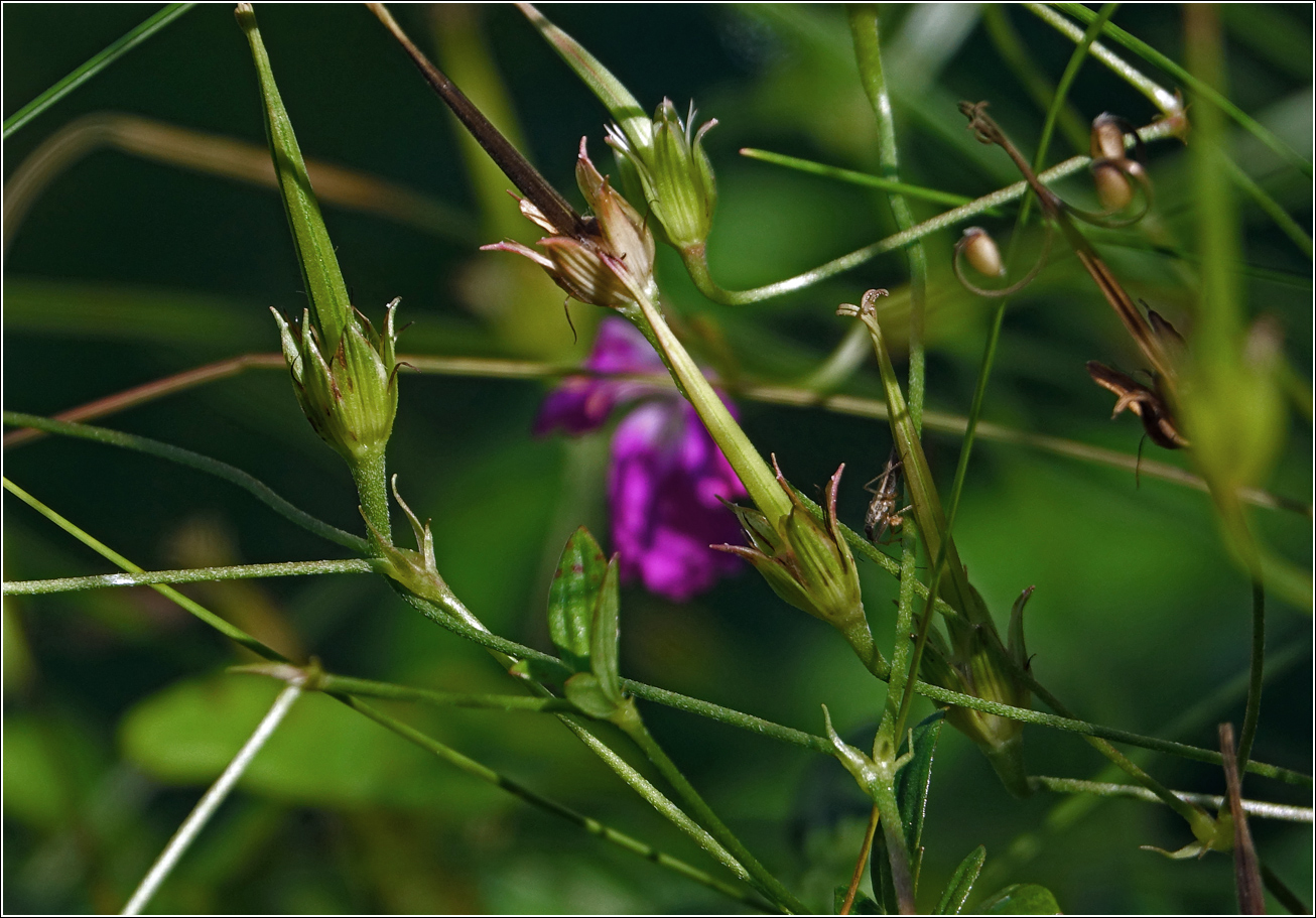 Image of Geranium palustre specimen.