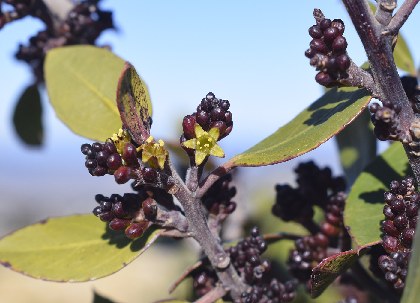 Image of Rhamnus alaternus specimen.