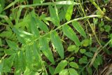 Valeriana officinalis