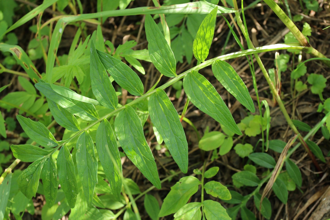 Изображение особи Valeriana officinalis.