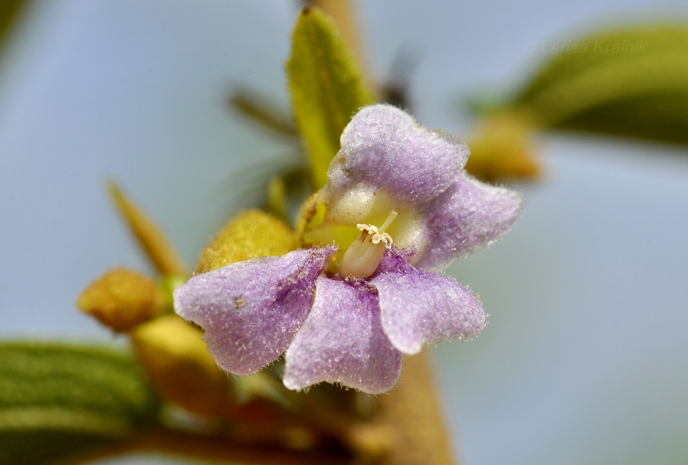 Изображение особи Helicteres angustifolia.
