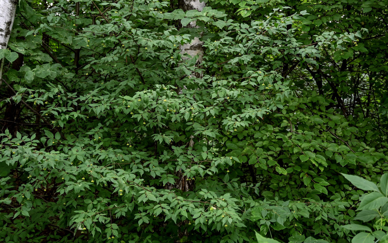 Image of Euonymus verrucosus specimen.