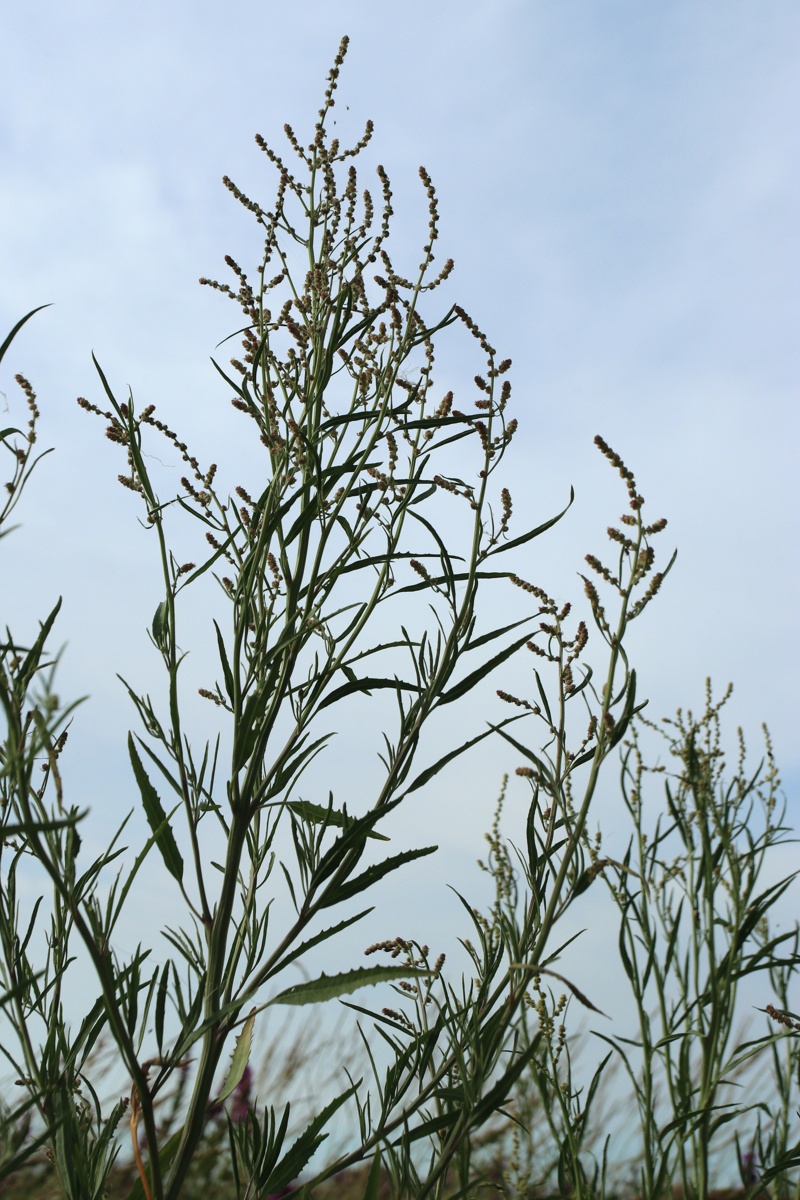 Изображение особи Atriplex littoralis.