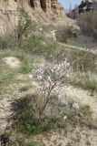 род Amygdalus