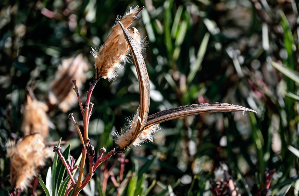 Image of Nerium oleander specimen.