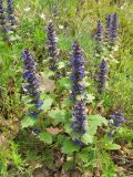 Ajuga genevensis. Цветущие растения на каменистом склоне. Украина, Закарпатская обл., Виноградов, Чёрная гора. 5 мая 2008 г.