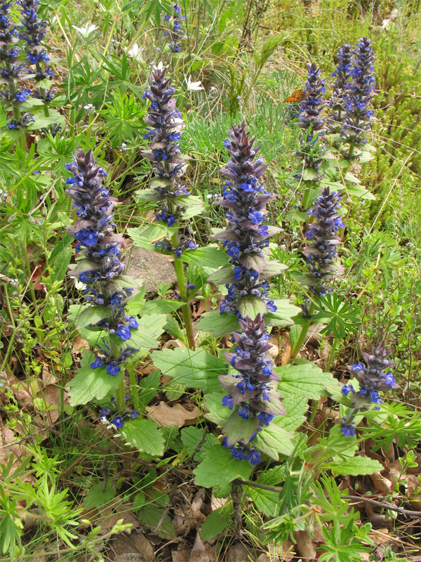 Image of Ajuga genevensis specimen.