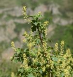 genus Ribes. Верхушка цветущей веточки. Турция, ил Ардахан, левый борт долины р. Рабат, окр. крепости Шайтан Калеси, выс. 1980 м н.у.м. 18 мая 2025 г.
