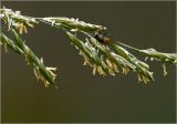 Bromopsis inermis. Часть соцветия с питающейся мухой. Московская обл., Раменский р-н, окр. дер. Хрипань, садовый участок. 11.06.2025.