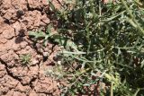 Amberboa glauca. Листья. Турция, ил Ыгдыр, подножие ур. Красные горы, дно сухого водотока на границе с глинистой пустошью. 19 мая 2025 г.