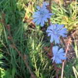 Cichorium intybus