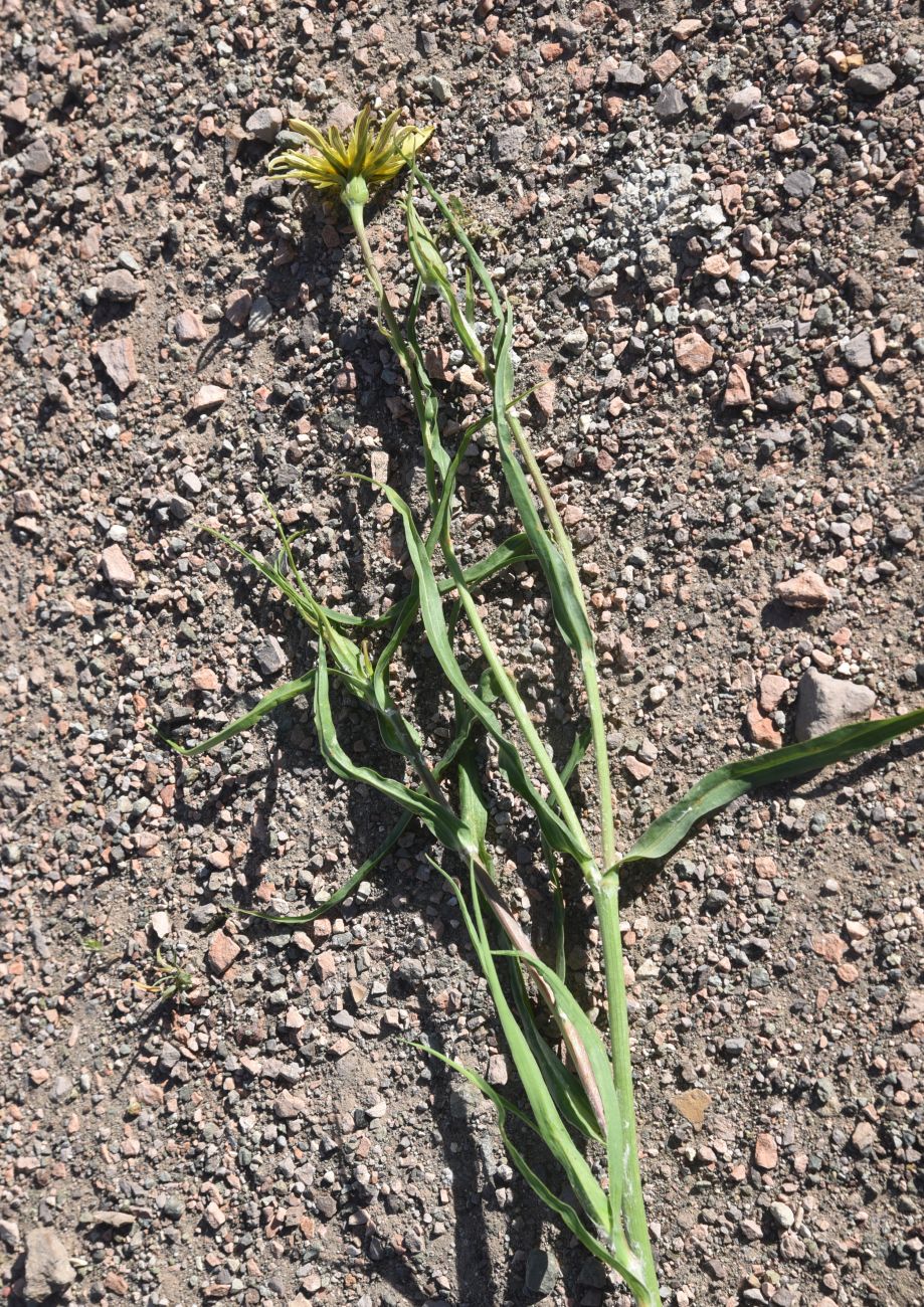 Image of genus Tragopogon specimen.