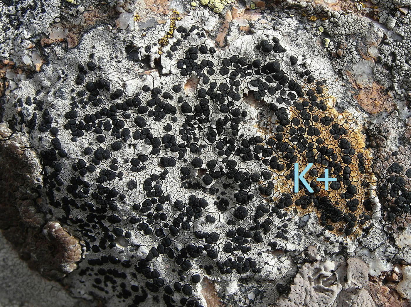 Изображение особи Lecidea lapicida var. pantherina.