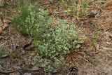 genus Scleranthus. Цветущее растение. Витебская обл., окр. дер. Сурмино, оз, сухой кустарничково-зеленомо-лишайниковый сосняк на песке, обочина дороги. 14.06.2025.