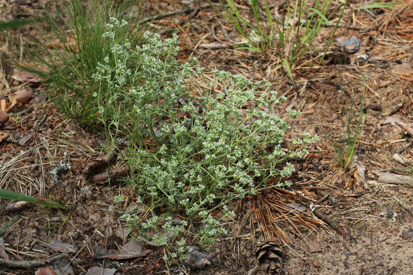 Image of genus Scleranthus specimen.