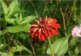 Zinnia elegans. Соцветие (махровая форма). Московская обл., Раменский р-н, окр. дер. Хрипань, садовый участок. 13.08.2025.