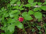 Paeonia obovata