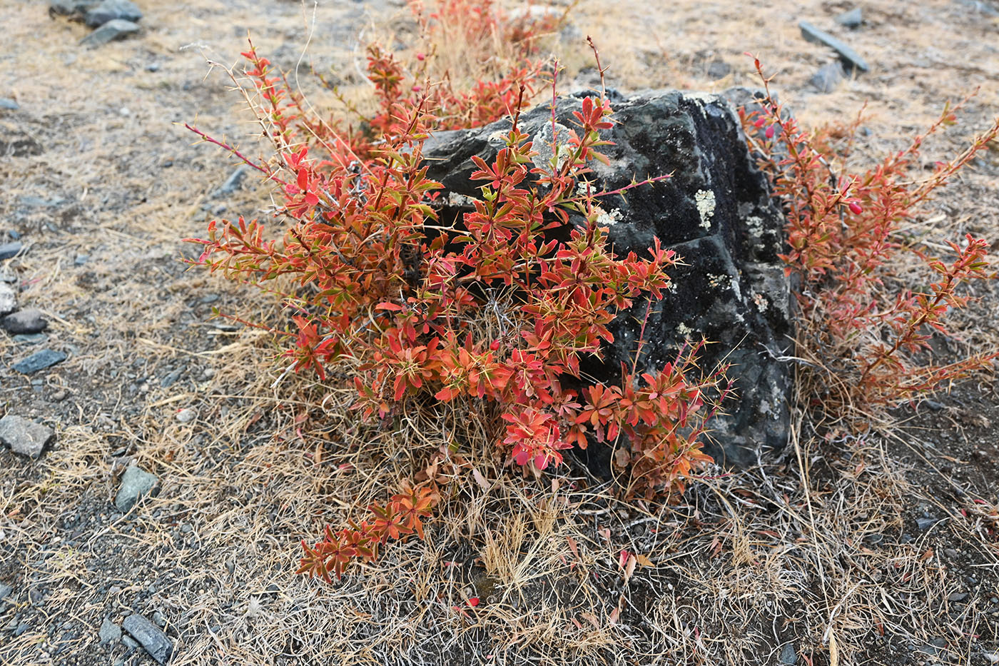 Image of Berberis sibirica specimen.