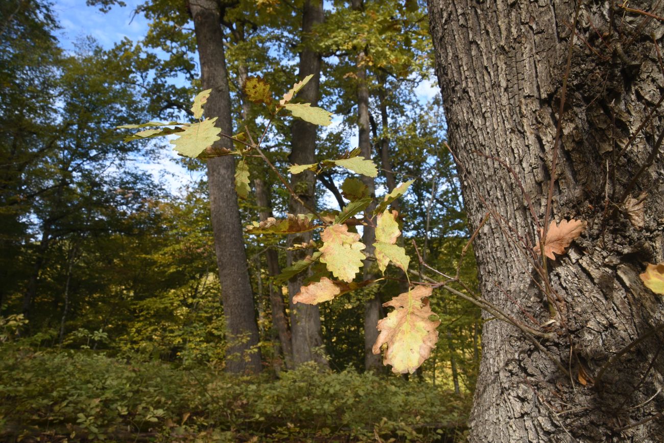 Изображение особи Quercus petraea.
