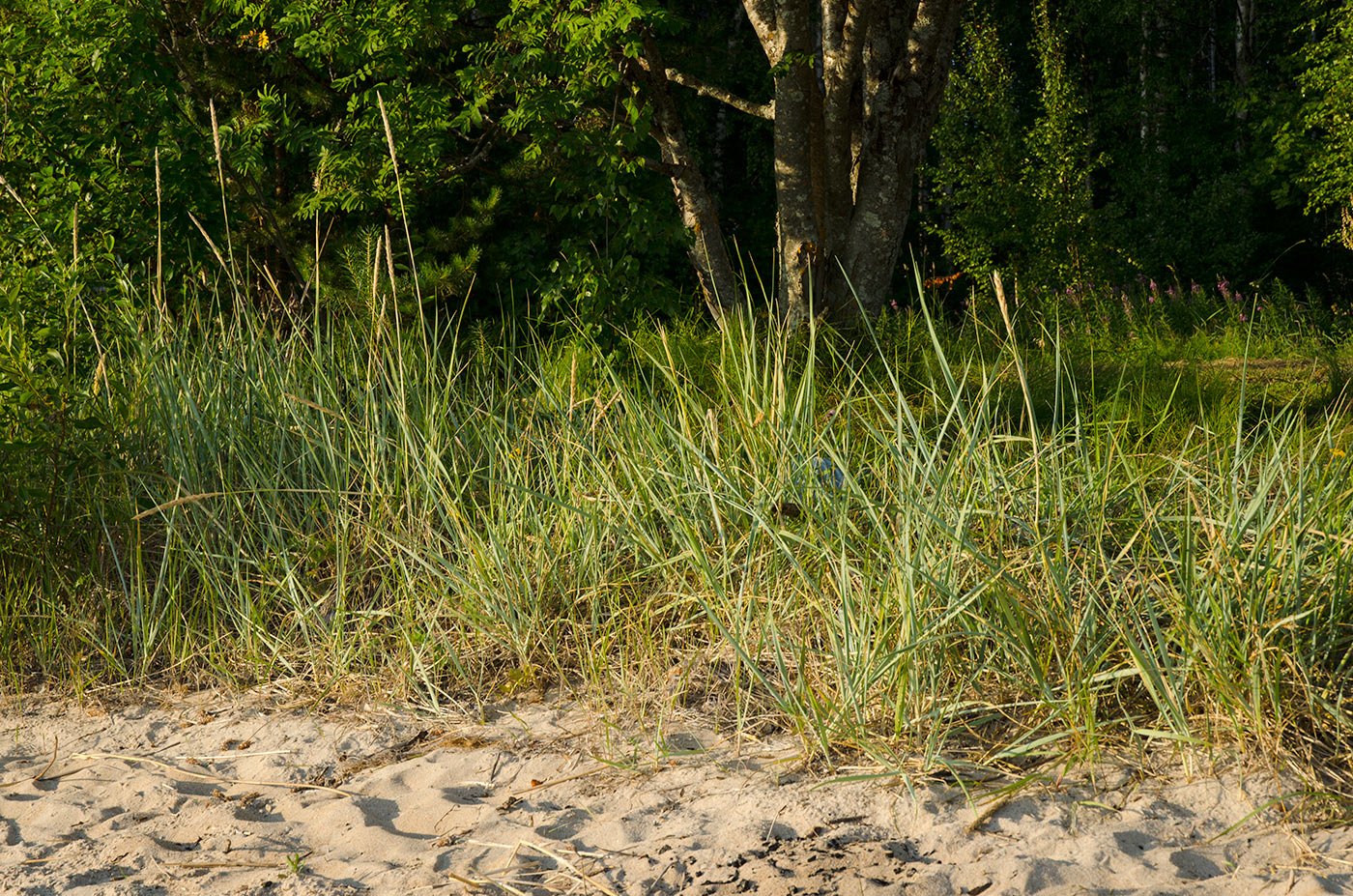 Image of Leymus arenarius specimen.