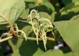 Reynoutria sachalinensis. Часть побега с распускающимися соцветиями. Белгородская обл., пос. Ракитное, ул. Новосадовая. 29 августа 2021 г.