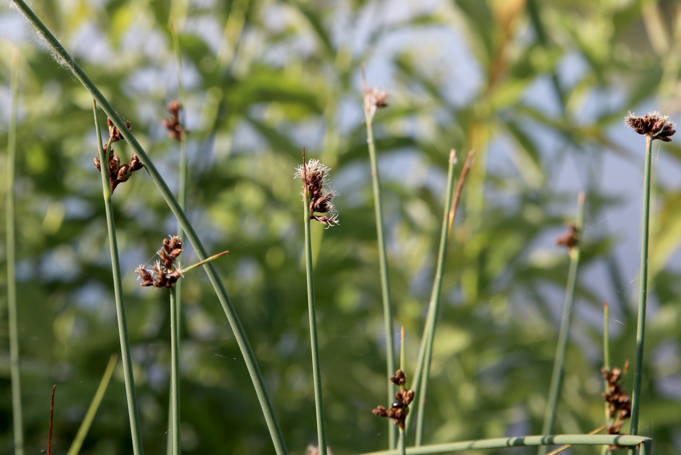 Изображение особи Schoenoplectus lacustris.