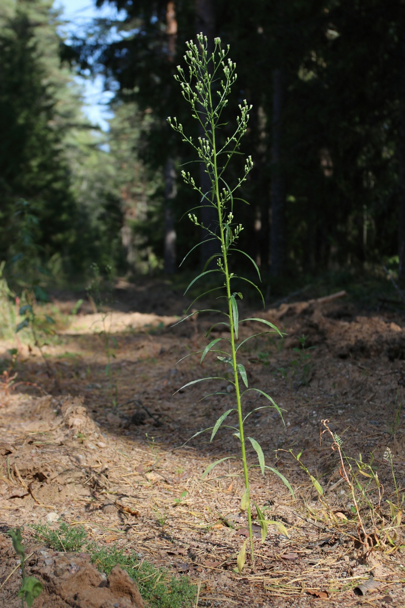 Изображение особи Conyza canadensis.