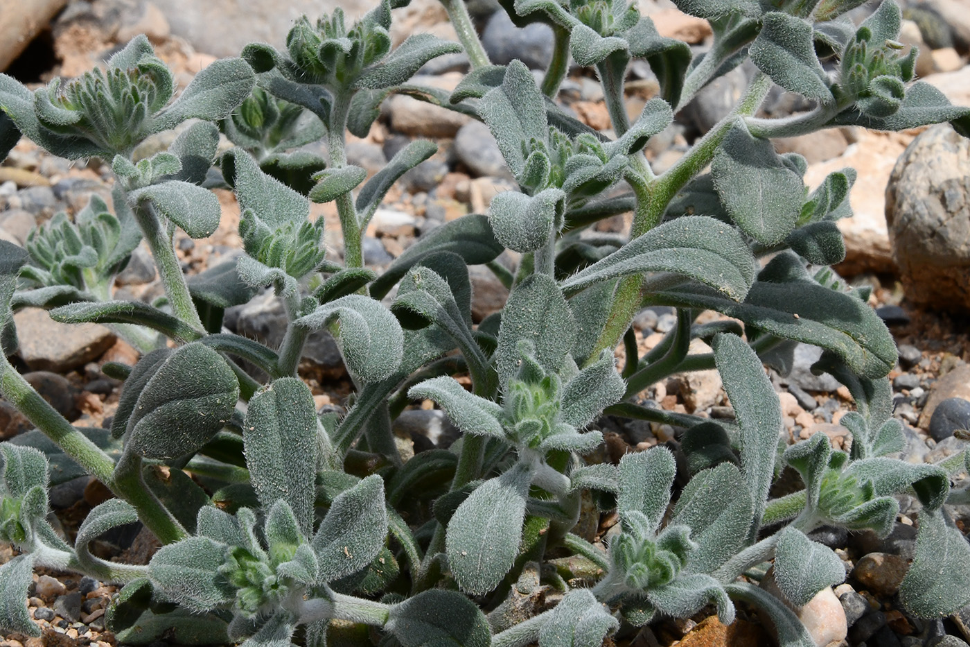 Изображение особи Arnebia obovata.