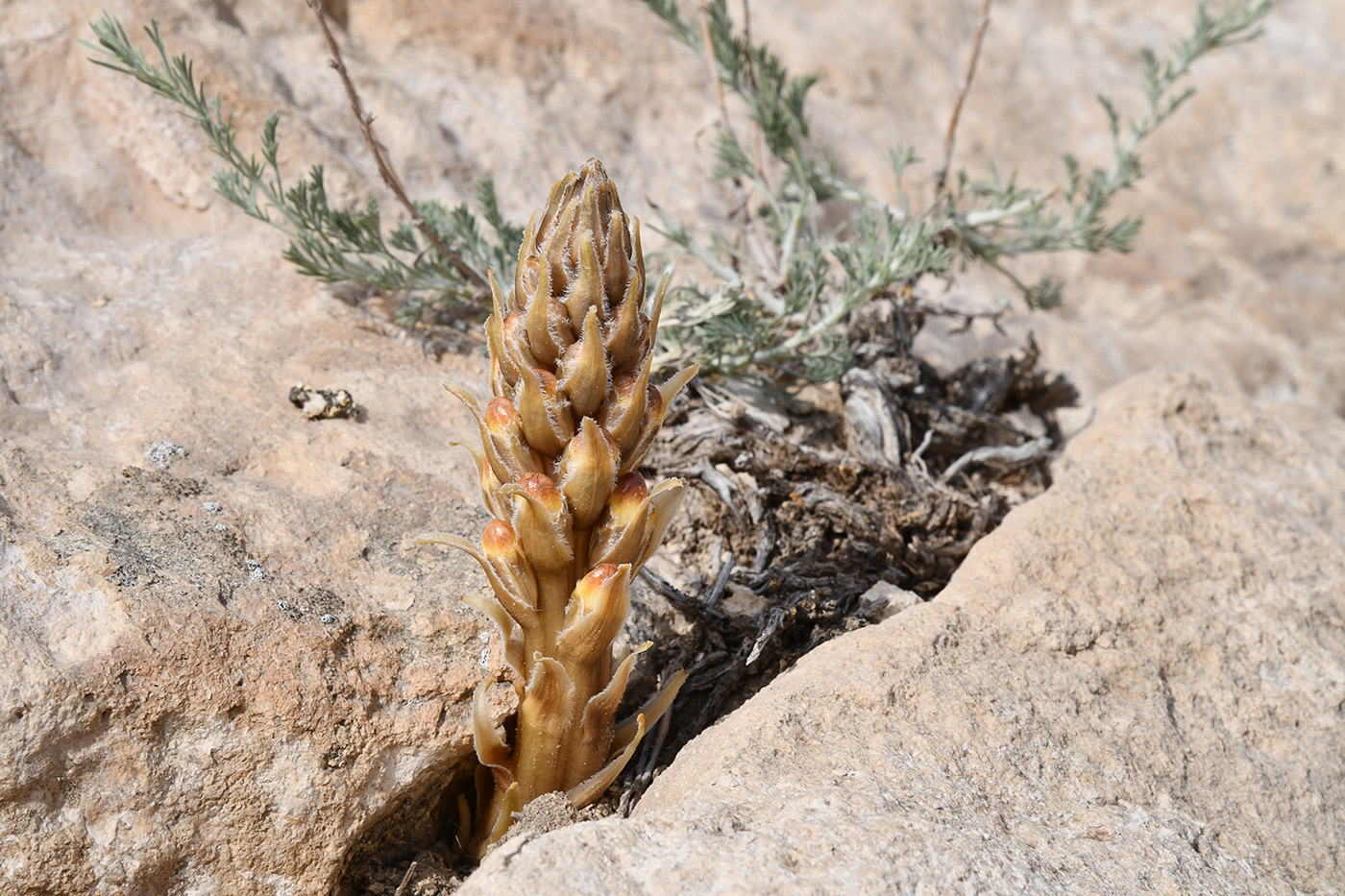 Image of genus Orobanche specimen.